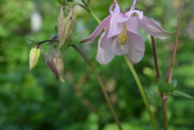 Güzel, parlak, çiçekli çalılar, yabani sokak çiçekleri. Mor havza çiçekleri, Aquilegia, büyükannenin şapkası, yeşil yapraklı sütunlar ev bahçesinde büyüyor..