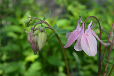 Güzel, parlak, çiçekli çalılar, yabani sokak çiçekleri. Mor havza çiçekleri, Aquilegia, büyükannenin şapkası, yeşil yapraklı sütunlar ev bahçesinde büyüyor..