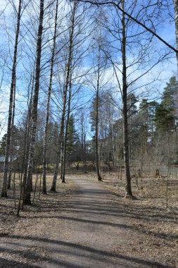 Güzel, alışılmadık doğa, ilkbahar güneşi ışınları. Geniş, çiğnenmiş yollar, yüksek, uzun beyaz huş ağaçları, yeşil çamlar, çalılar boyunca örülmüş yollar. Espoo, Varkaus 'taki ormanlardan birinde daha fazla ağaç yetişiyor..