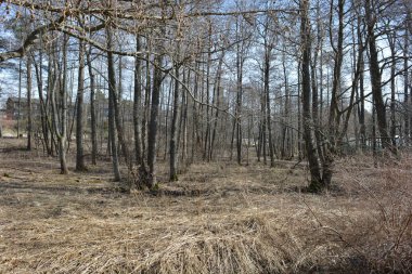 Güzel, alışılmadık doğa, ilkbahar güneşi ışınları. Geniş, çiğnenmiş yollar, yüksek, uzun beyaz huş ağaçları, yeşil çamlar, çalılar boyunca örülmüş yollar. Espoo, Varkaus 'taki ormanlardan birinde daha fazla ağaç yetişiyor..
