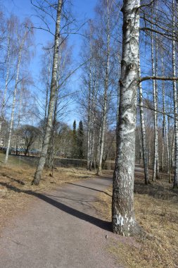 Güzel, alışılmadık doğa, ilkbahar güneşi ışınları. Geniş, çiğnenmiş yollar, yüksek, uzun beyaz huş ağaçları, yeşil çamlar, çalılar boyunca örülmüş yollar. Espoo, Varkaus 'taki ormanlardan birinde daha fazla ağaç yetişiyor..