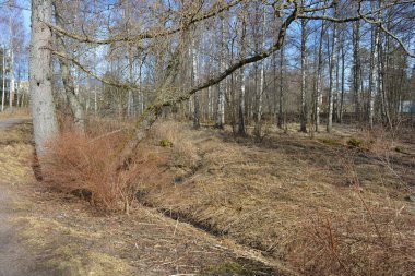 Güzel, alışılmadık doğa, ilkbahar güneşi ışınları. Geniş, çiğnenmiş yollar, yüksek, uzun beyaz huş ağaçları, yeşil çamlar, çalılar boyunca örülmüş yollar. Espoo, Varkaus 'taki ormanlardan birinde daha fazla ağaç yetişiyor..