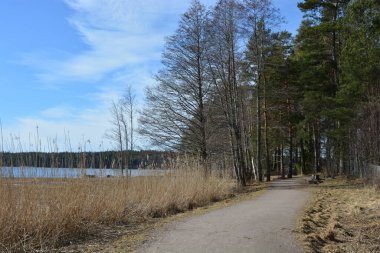 Doğa, cazibe, güzel manzara. Yeşil orman kumlu bir körfezin kıyısında büyür. Güzel, nazik ve sarp kayalardan oluşan kıyıları vardır. Finlandiya, Espoo 'da bir buzulun arka planına karşı yeşil çamlar, beyaz huş ağaçları, kumlu yollar ve yollar.