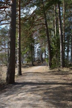 Güzel, alışılmadık doğa, ilkbahar güneşi ışınları. Geniş, çiğnenmiş yollar, yüksek, uzun beyaz huş ağaçları, yeşil çamlar, çalılar boyunca örülmüş yollar. Espoo, Varkaus 'taki ormanlardan birinde daha fazla ağaç yetişiyor..