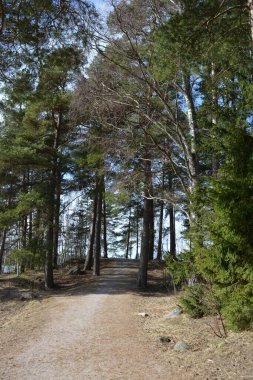 Güzel, alışılmadık doğa, ilkbahar güneşi ışınları. Geniş, çiğnenmiş yollar, yüksek, uzun beyaz huş ağaçları, yeşil çamlar, çalılar boyunca örülmüş yollar. Finlandiya 'nın Espoo kentindeki ormanlardan birinde daha fazla ağaç yetişir..