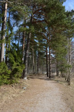 Güzel, alışılmadık doğa, ilkbahar güneşi ışınları. Geniş, çiğnenmiş yollar, yüksek, uzun beyaz huş ağaçları, yeşil çamlar, çalılar boyunca örülmüş yollar. Espoo, Varkaus 'taki ormanlardan birinde daha fazla ağaç yetişiyor..