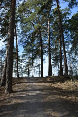 Güzel, alışılmadık doğa, ilkbahar güneşi ışınları. Geniş, çiğnenmiş yollar, yüksek, uzun beyaz huş ağaçları, yeşil çamlar, çalılar boyunca örülmüş yollar. Espoo, Varkaus 'taki ormanlardan birinde daha fazla ağaç yetişiyor..