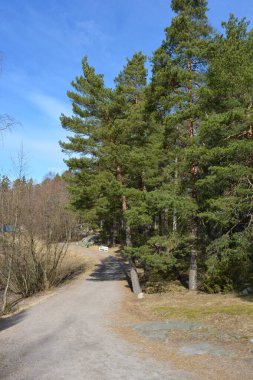 Güzel, alışılmadık doğa, ilkbahar güneşi ışınları. Geniş, çiğnenmiş yollar, yüksek, uzun beyaz huş ağaçları, yeşil çamlar, çalılar boyunca örülmüş yollar. Finlandiya 'nın Espoo kentindeki ormanlardan birinde daha fazla ağaç yetişir..