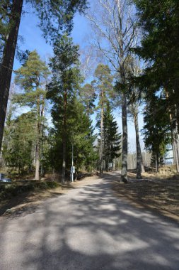 Güzel, alışılmadık doğa, ilkbahar güneşi ışınları. Geniş, çiğnenmiş yollar, yüksek, uzun beyaz huş ağaçları, yeşil çamlar, çalılar boyunca örülmüş yollar. Finlandiya 'nın Espoo kentindeki ormanlardan birinde daha fazla ağaç yetişir..