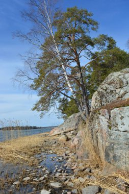 Doğa, cazibe, güzel manzara. Yeşil orman kumlu bir körfezin kıyısında büyür. Güzel, nazik ve sarp kayalardan oluşan kıyıları vardır. Finlandiya, Espoo 'da bir buzulun arka planına karşı yeşil çamlar, beyaz huş ağaçları, kumlu yollar ve yollar.