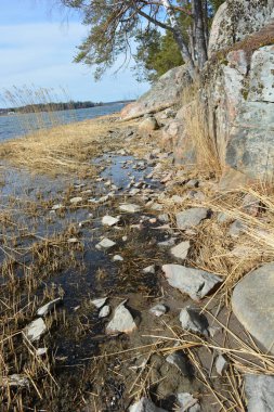 Doğa, cazibe, güzel manzara. Yeşil orman kumlu bir körfezin kıyısında büyür. Güzel, nazik ve sarp kayalardan oluşan kıyıları vardır. Finlandiya, Espoo 'da bir buzulun arka planına karşı yeşil çamlar, beyaz huş ağaçları, kumlu yollar ve yollar.
