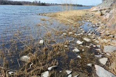 Doğa, cazibe, güzel manzara. Yeşil orman kumlu bir körfezin kıyısında büyür. Güzel, nazik ve sarp kayalardan oluşan kıyıları vardır. Finlandiya, Espoo 'da bir buzulun arka planına karşı yeşil çamlar, beyaz huş ağaçları, kumlu yollar ve yollar.