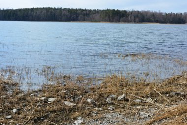 Doğa, cazibe, güzel manzara. Yeşil orman kumlu bir körfezin kıyısında büyür. Güzel, nazik ve sarp kayalardan oluşan kıyıları vardır. Finlandiya, Espoo 'da bir buzulun arka planına karşı yeşil çamlar, beyaz huş ağaçları, kumlu yollar ve yollar.