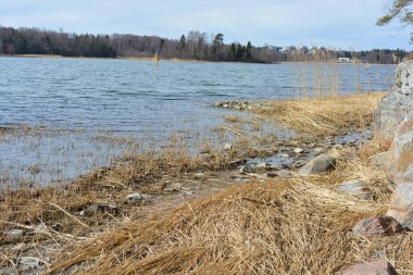 Doğa, cazibe, güzel manzara. Yeşil orman kumlu bir körfezin kıyısında büyür. Güzel, nazik ve sarp kayalardan oluşan kıyıları vardır. Finlandiya, Espoo 'da bir buzulun arka planına karşı yeşil çamlar, beyaz huş ağaçları, kumlu yollar ve yollar.