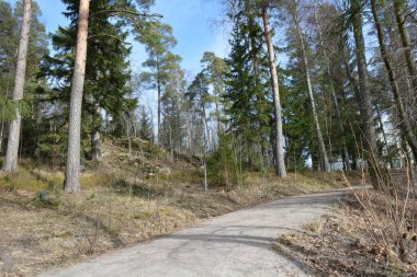 Güzel, alışılmadık doğa, ilkbahar güneşi ışınları. Geniş, çiğnenmiş yollar, yüksek, uzun beyaz huş ağaçları, yeşil çamlar, çalılar boyunca örülmüş yollar. Finlandiya 'nın Espoo kentindeki ormanlardan birinde daha fazla ağaç yetişir..