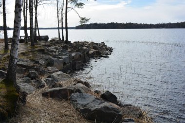 Doğa, cazibe, güzel manzara. Yeşil orman kumlu bir körfezin kıyısında büyür. Güzel, nazik ve sarp kayalardan oluşan kıyıları vardır. Finlandiya, Espoo 'da bir buzulun arka planına karşı yeşil çamlar, beyaz huş ağaçları, kumlu yollar ve yollar.