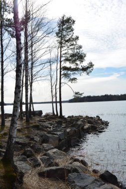Doğa, cazibe, güzel manzara. Yeşil orman kumlu bir körfezin kıyısında büyür. Güzel, nazik ve sarp kayalardan oluşan kıyıları vardır. Finlandiya, Espoo 'da bir buzulun arka planına karşı yeşil çamlar, beyaz huş ağaçları, kumlu yollar ve yollar.