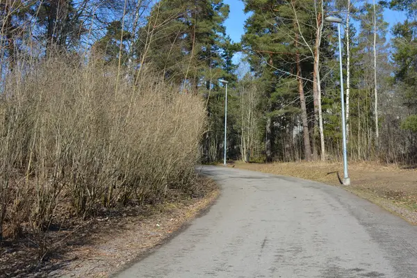 Güzel bahar doğası, parlak mavi gökyüzü, uzun, yeşil köknar ağaçları, beyaz huş ağaçları. Gri yol orman boyunca uzanır, Espoo, Finlandiya 'da park alanı.