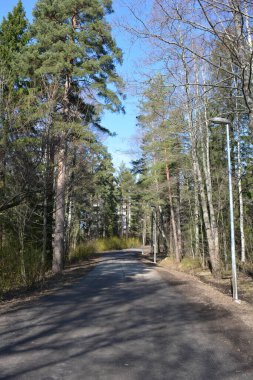 Güzel bahar doğası, parlak mavi gökyüzü, uzun, yeşil köknar ağaçları, beyaz huş ağaçları. Gri yol orman boyunca uzanır, Espoo, Finlandiya 'da park alanı.