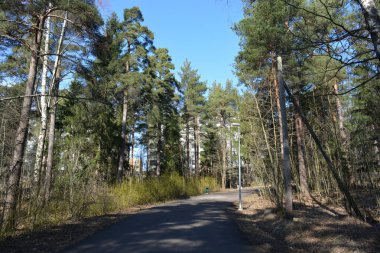 Güzel bahar doğası, parlak mavi gökyüzü, uzun, yeşil köknar ağaçları, beyaz huş ağaçları. Gri yol orman boyunca uzanır, Espoo, Finlandiya 'da park alanı.