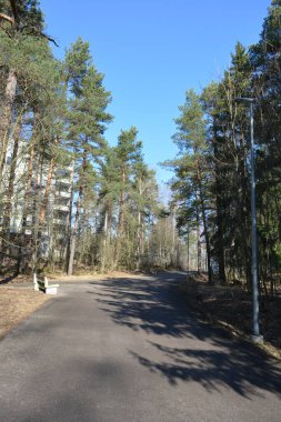 Güzel bahar doğası, parlak mavi gökyüzü, uzun, yeşil köknar ağaçları, beyaz huş ağaçları. Gri yol orman boyunca uzanır, Espoo, Finlandiya 'da park alanı.
