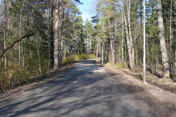 Güzel bahar doğası, parlak mavi gökyüzü, uzun, yeşil köknar ağaçları, beyaz huş ağaçları. Gri yol orman boyunca uzanır, Espoo, Finlandiya 'da park alanı.