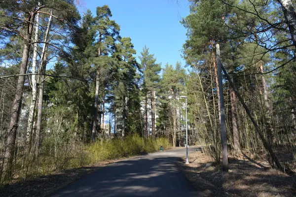 Güzel bahar doğası, parlak mavi gökyüzü, uzun, yeşil köknar ağaçları, beyaz huş ağaçları. Gri yol orman boyunca uzanır, Espoo, Finlandiya 'da park alanı.