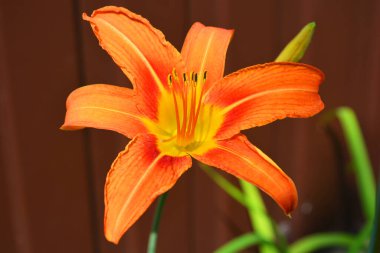 Uzun yeşil yapraklı turuncu kahverengi zambaklar. Ev bahçesindeki güneş ışınlarında çok güzel çiçekler yetişir..