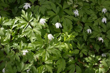 Güzel ve parlak doğa, çiçekli arka plan. Çiçek açan beyaz çiçekler, ormanda büyüyen bitkiler güneş ışınları altında..