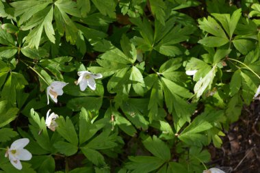 Güzel ve parlak doğa, çiçekli arka plan. Çiçek açan beyaz çiçekler, ormanda büyüyen bitkiler güneş ışınları altında..