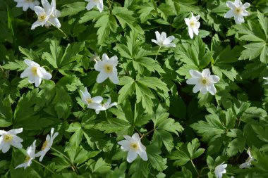 Güzel ve parlak doğa, çiçekli arka plan. Çiçek açan beyaz çiçekler, ormanda büyüyen bitkiler güneş ışınları altında..