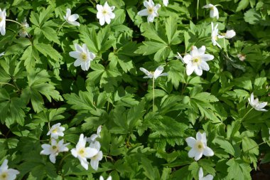 Güzel ve parlak doğa, çiçekli arka plan. Çiçek açan beyaz çiçekler, ormanda büyüyen bitkiler güneş ışınları altında..