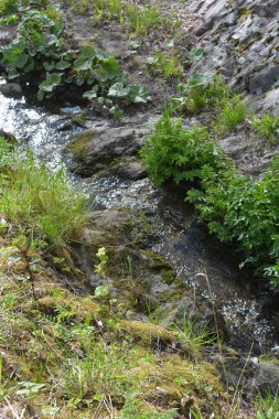 Finlandiya 'nın Espoo şehrinde, kahverengi taşlı derenin yanında güzel orman doğası, yeşil çimenler, çiçekler ve farklı bitkiler yetişir..