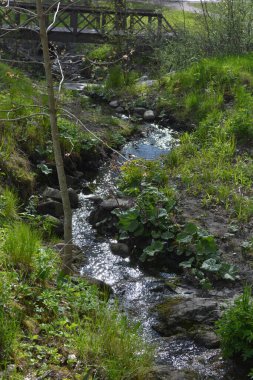 Finlandiya 'nın Espoo şehrinde, kahverengi taşlı derenin yanında güzel orman doğası, yeşil çimenler, çiçekler ve farklı bitkiler yetişir..