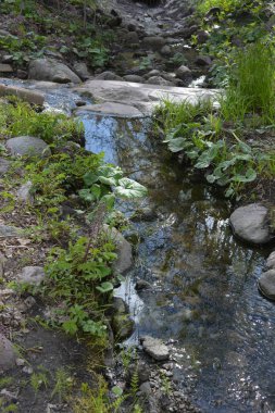 Finlandiya 'nın Espoo şehrinde, kahverengi taşlı derenin yanında güzel orman doğası, yeşil çimenler, çiçekler ve farklı bitkiler yetişir..