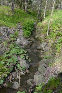 Finlandiya 'nın Espoo şehrinde, kahverengi taşlı derenin yanında güzel orman doğası, yeşil çimenler, çiçekler ve farklı bitkiler yetişir..