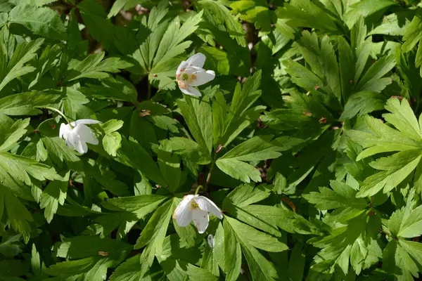 Güzel ve parlak doğa, çiçekli arka plan. Çiçek açan beyaz çiçekler, ormanda büyüyen bitkiler güneş ışınları altında..