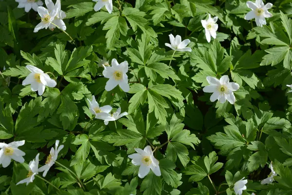 Güzel ve parlak doğa, çiçekli arka plan. Çiçek açan beyaz çiçekler, ormanda büyüyen bitkiler güneş ışınları altında..