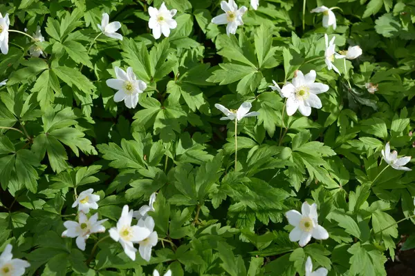 Güzel ve parlak doğa, çiçekli arka plan. Çiçek açan beyaz çiçekler, ormanda büyüyen bitkiler güneş ışınları altında..