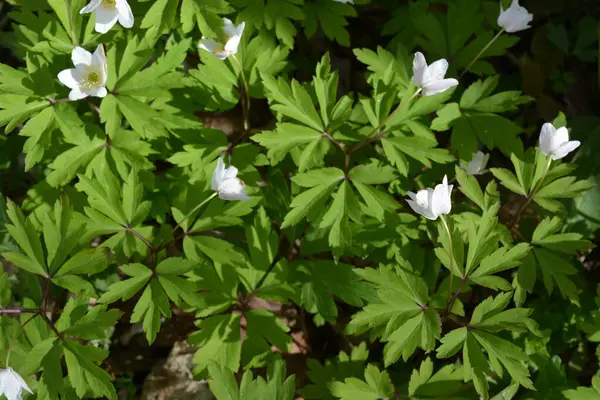 Güzel ve parlak doğa, çiçekli arka plan. Çiçek açan beyaz çiçekler, ormanda büyüyen bitkiler güneş ışınları altında..