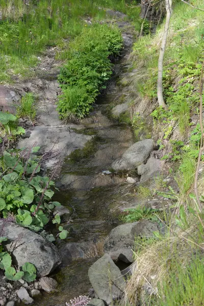 Finlandiya 'nın Espoo şehrinde, kahverengi taşlı derenin yanında güzel orman doğası, yeşil çimenler, çiçekler ve farklı bitkiler yetişir..