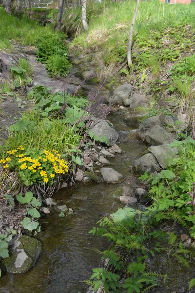 Finlandiya 'nın Espoo şehrinde, kahverengi taşlı derenin yanında güzel orman doğası, yeşil çimenler, çiçekler ve farklı bitkiler yetişir..