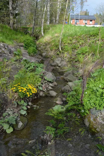 Finlandiya 'nın Espoo şehrinde, kahverengi taşlı derenin yanında güzel orman doğası, yeşil çimenler, çiçekler ve farklı bitkiler yetişir..