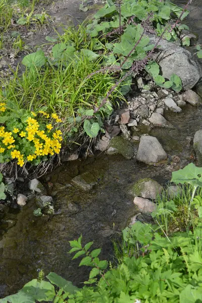 Finlandiya 'nın Espoo şehrinde, kahverengi taşlı derenin yanında güzel orman doğası, yeşil çimenler, çiçekler ve farklı bitkiler yetişir..