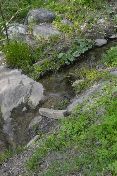 Finlandiya 'nın Espoo şehrinde, kahverengi taşlı derenin yanında güzel orman doğası, yeşil çimenler, çiçekler ve farklı bitkiler yetişir..