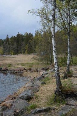 Güzel, nazik bir doğa, Baltık Denizi koyunun kıyıları, güzel bir kıyısı var. Uzun çam ağaçları, huş ağaçları, yaprak döken ağaçlar yeşil çalılar, kahverengi taşlar, saf sarı cırtlak.