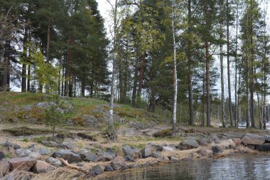 Güzel, nazik bir doğa, Baltık Denizi koyunun kıyıları, güzel bir kıyısı var. Uzun çam ağaçları, huş ağaçları, yaprak döken ağaçlar yeşil çalılar, kahverengi taşlar, saf sarı cırtlak.