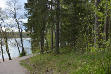 Güzel, nazik bir doğa, Baltık Denizi koyunun kıyıları, güzel bir kıyısı var. Uzun çam ağaçları, huş ağaçları, yaprak döken ağaçlar yeşil çalılar, kahverengi taşlar, saf sarı cırtlak.