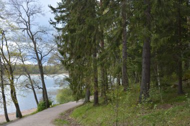 Güzel, nazik bir doğa, Baltık Denizi koyunun kıyıları, güzel bir kıyısı var. Uzun çam ağaçları, huş ağaçları, yaprak döken ağaçlar yeşil çalılar, kahverengi taşlar, saf sarı cırtlak.