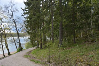Güzel, nazik bir doğa, Baltık Denizi koyunun kıyıları, güzel bir kıyısı var. Uzun çam ağaçları, huş ağaçları, yaprak döken ağaçlar yeşil çalılar, kahverengi taşlar, saf sarı cırtlak.